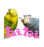 インコでっせっ。PART1（個別スタンプ：23）