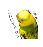 インコでっせっ。PART1（個別スタンプ：24）