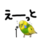 インコでっせっ。PART1（個別スタンプ：25）