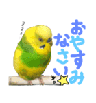 インコでっせっ。PART1（個別スタンプ：26）
