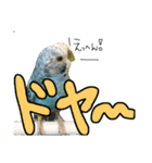 インコでっせっ。PART1（個別スタンプ：27）