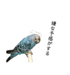 インコでっせっ。PART1（個別スタンプ：28）