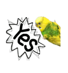 インコでっせっ。PART1（個別スタンプ：29）