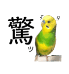 インコでっせっ。PART1（個別スタンプ：31）