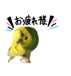 インコでっせっ。PART1（個別スタンプ：33）