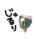 インコでっせっ。PART1（個別スタンプ：35）