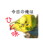 インコでっせっ。PART1（個別スタンプ：36）