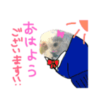 インコでっせっ。PART1（個別スタンプ：37）