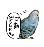 インコでっせっ。PART1（個別スタンプ：40）
