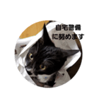 丁寧なネコ（個別スタンプ：12）