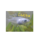 上目遣いのしゃくれメダカ（個別スタンプ：2）