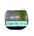 上目遣いのしゃくれメダカ（個別スタンプ：3）