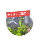 上目遣いのしゃくれメダカ（個別スタンプ：4）