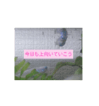 上目遣いのしゃくれメダカ（個別スタンプ：7）