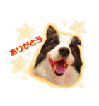 ボーダーコリーの日常（個別スタンプ：9）