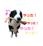 ボーダーコリーの日常（個別スタンプ：11）