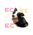 ボーダーコリーの日常（個別スタンプ：17）