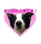 ボーダーコリーの日常（個別スタンプ：22）