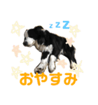 ボーダーコリーの日常（個別スタンプ：26）