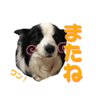 ボーダーコリーの日常（個別スタンプ：35）