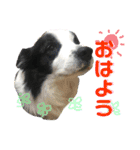 ボーダーコリーの日常（個別スタンプ：39）