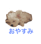 きゅうたスタンプ3（個別スタンプ：7）