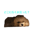 きゅうたスタンプ3（個別スタンプ：12）