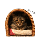 猫ズ②（個別スタンプ：1）