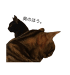 猫ズ②（個別スタンプ：2）