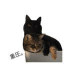 猫ズ②（個別スタンプ：3）