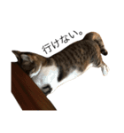 猫ズ②（個別スタンプ：5）
