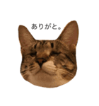猫ズ②（個別スタンプ：7）