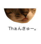 猫ズ②（個別スタンプ：13）