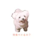 老犬マルチーズ・ペル（個別スタンプ：1）