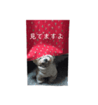 老犬マルチーズ・ペル（個別スタンプ：2）