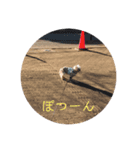 老犬マルチーズ・ペル（個別スタンプ：3）
