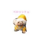 老犬マルチーズ・ペル（個別スタンプ：4）