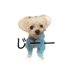 老犬マルチーズ・ペル（個別スタンプ：5）