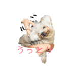 老犬マルチーズ・ペル（個別スタンプ：6）