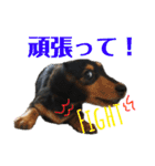 ダックスフントひなちゃんスタンプ（個別スタンプ：7）