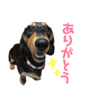 ダックスフントひなちゃんスタンプ（個別スタンプ：9）