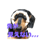 ダックスフントひなちゃんスタンプ（個別スタンプ：29）