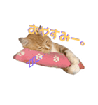 猫のミントさん（個別スタンプ：1）