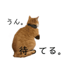 猫のミントさん（個別スタンプ：3）