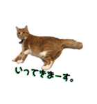 猫のミントさん（個別スタンプ：4）