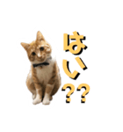 猫のミントさん（個別スタンプ：5）