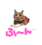 猫のミントさん（個別スタンプ：6）
