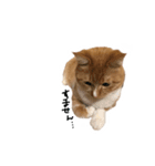 猫のミントさん（個別スタンプ：7）