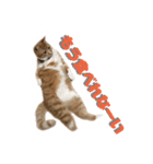 猫のミントさん（個別スタンプ：8）