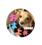 チワックスのティアラ（個別スタンプ：1）